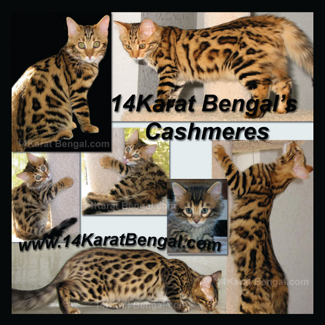Click Here for 14Karat Bengal Cashmere - long haired Bengal Cats and Bengal Kittens