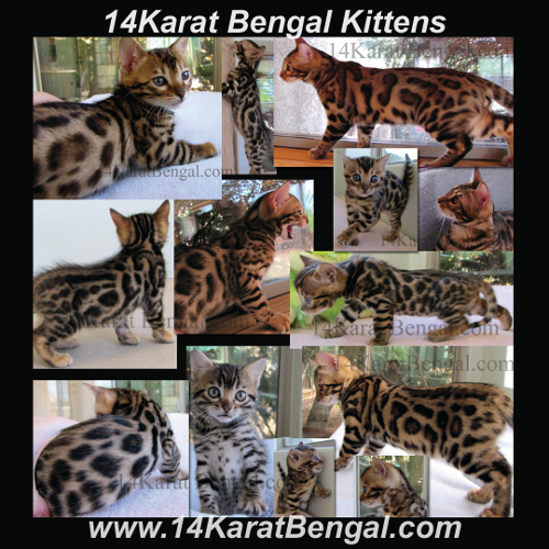 Click Here for 14Karat Bengal Kitten Page