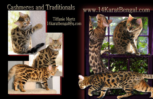 14Karat Bengal Cat Cattery Breeder of Traditional & Cashmere Bengal Cats & Bengal Kittens