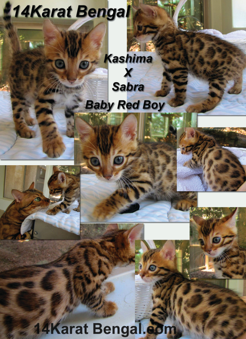 14Karat Bengal Kitten reserved for Nathan in Phoenix AZ