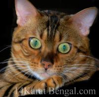 Feeding the Best, most Healthful Cat Food to my Bengal cats and Bengal kittens is very important to me at 14Karat Bengal!