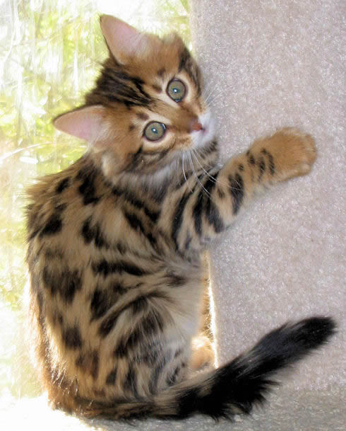 14Karat Bengal Cashmere Kitten