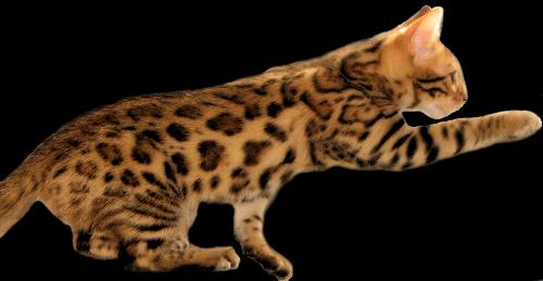 Featuring All of the Gorgeous Bengal Kittens Produced by Sakima & Xzotic Kiss
