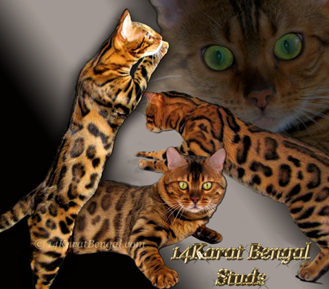 Top Quality, Very Loving Studs of 14Karat Bengal Cat Cattery