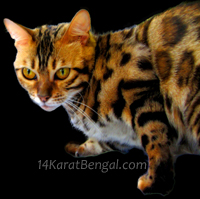 14Karat Bengal Cat Queens