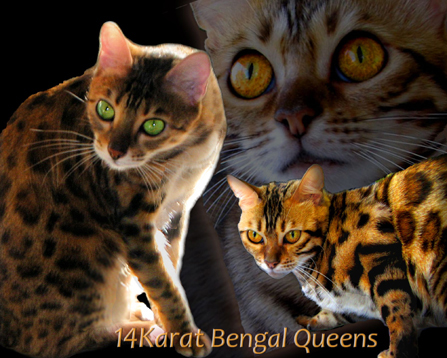 Kingsmark Sakia of 14Karat Bengal Cat Cattery