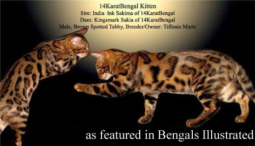 14Karat Bengal Top Quality Bengal Kitten Featured in Bengals Illustrated