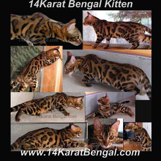 14Karat Bengal Cats and Bengal Kittens of AZ - Top Quality Bengal Kittens in AZ