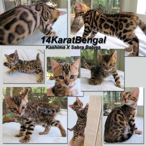 Featuring All of Kashima's & Sabra's Kittens Produced - Top Quality, Exuberantly Loving & Very Healthy