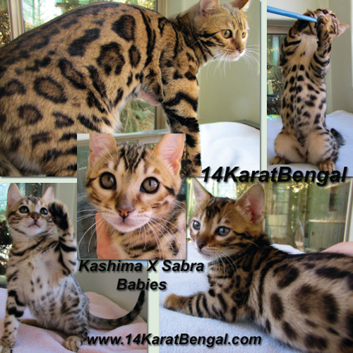 14Karat Bengal Kittens  - Top Quality, Healthy Bengal Kittens of AZ