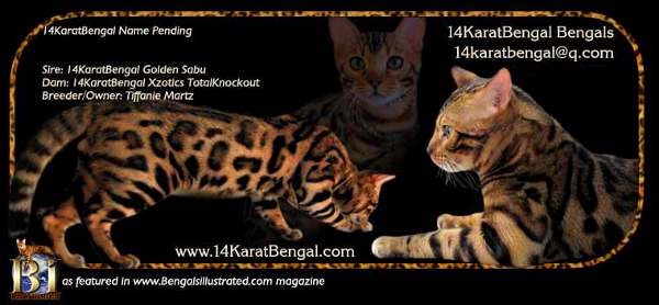 Top Quality 14Karat Bengal Kitten of AZ - Featured in Bengals Illustrated as Outstanding Bengal Kitten