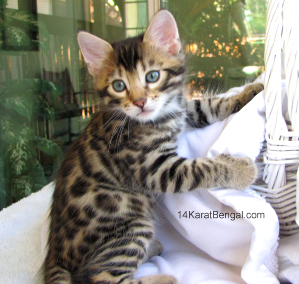 Cashmere Bengal Kittens Healthy, Top Quality, Highly Socialized, Very