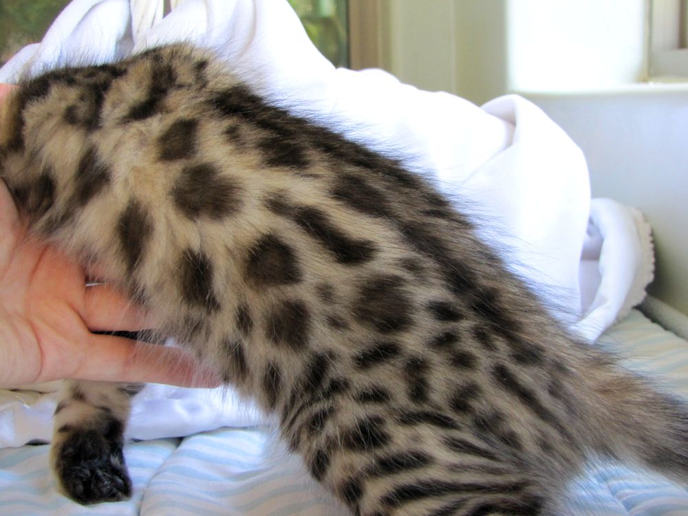 14Karat Bengal Top Quality Cashmere Kitten / Long Haired Bengal Kittens For Sale in AZ