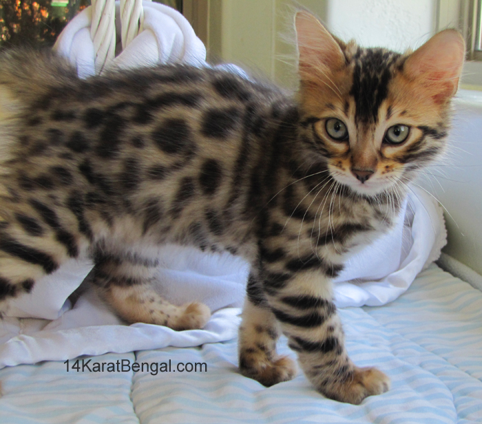 14Karat Bengal Top Quality Cashmere Kitten / Long Haired Bengal Kittens For Sale in AZ
