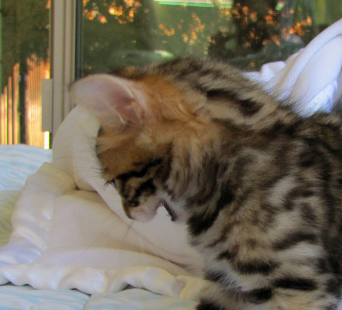 14Karat Bengal Top Quality Cashmere Kitten / Long Haired Bengal Kittens For Sale in AZ