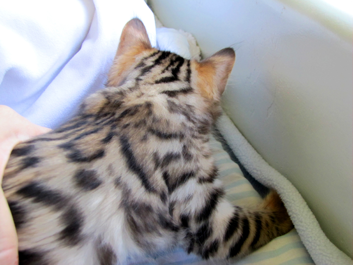 14Karat Bengal Top Quality Cashmere Kitten / Long Haired Bengal Kittens For Sale in AZ