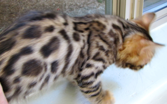 14Karat Bengal Top Quality Cashmere Kitten / Long Haired Bengal Kittens For Sale in AZ