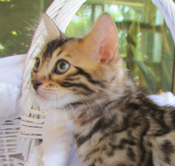 14Karat Bengal Top Quality Cashmere Kitten / Long Haired Bengal Kittens For Sale in AZ