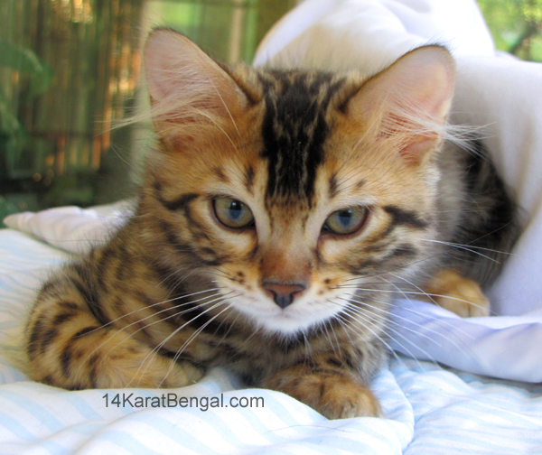 14Karat Bengal Top Quality Cashmere Kitten / Long Haired Bengal Kittens For Sale in AZ
