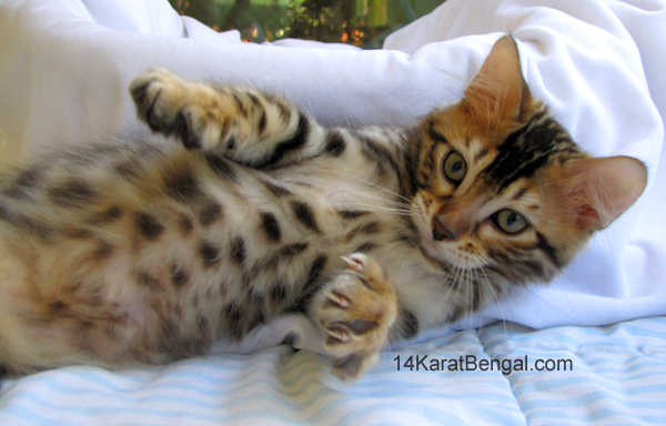 14Karat Bengal Top Quality Cashmere Kitten / Long Haired Bengal Kittens For Sale in AZ
