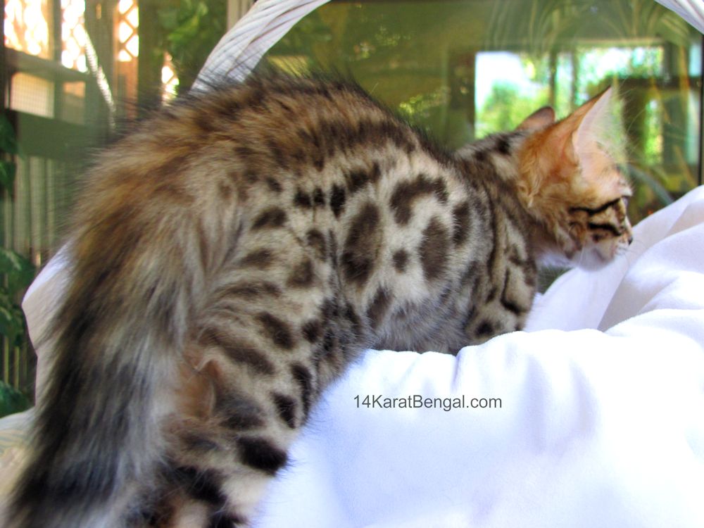 14Karat Bengal Top Quality Cashmere Kitten / Long Haired Bengal Kittens For Sale in AZ