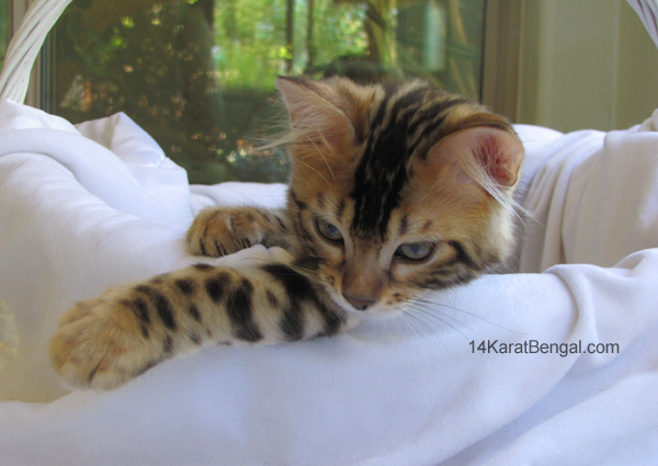 14Karat Bengal Top Quality Cashmere Kitten / Long Haired Bengal Kittens For Sale in AZ