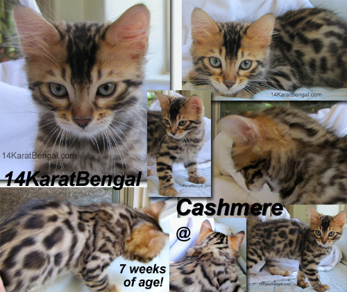 14Karat Bengal Top Quality Cashmere Kitten / Long Haired Bengal Kittens For Sale in AZ