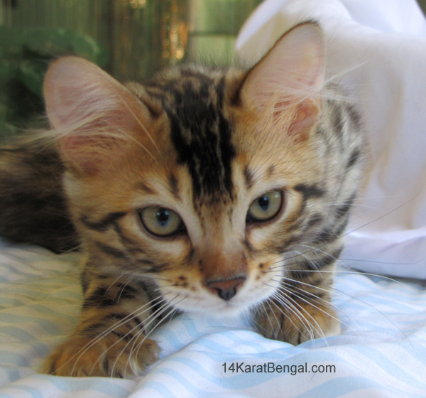 14Karat Bengal Top Quality Cashmere Kitten / Long Haired Bengal Kittens For Sale in AZ