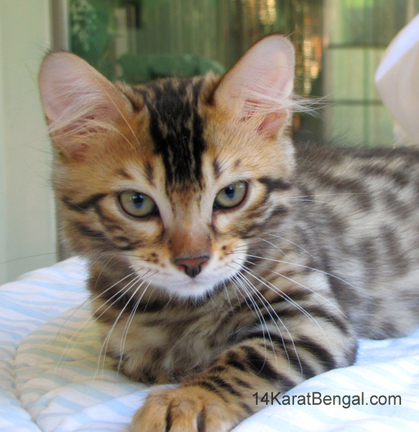 14Karat Bengal Top Quality Cashmere Kitten / Long Haired Bengal Kittens For Sale in AZ