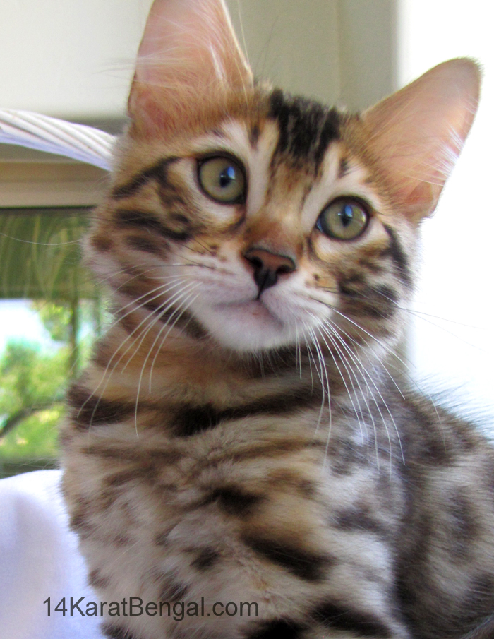 14Karat Bengal Top Quality Cashmere Kitten / Long Haired Bengal Kittens For Sale in AZ