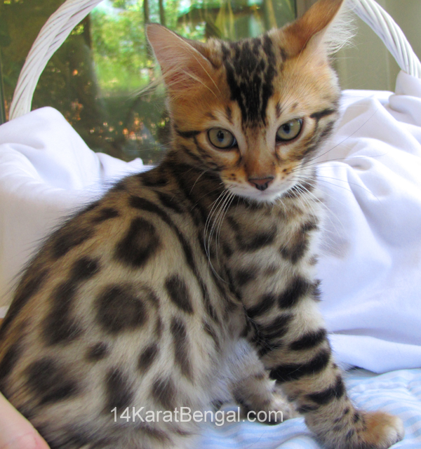 14Karat Bengal Top Quality Cashmere Kitten / Long Haired Bengal Kittens For Sale in AZ
