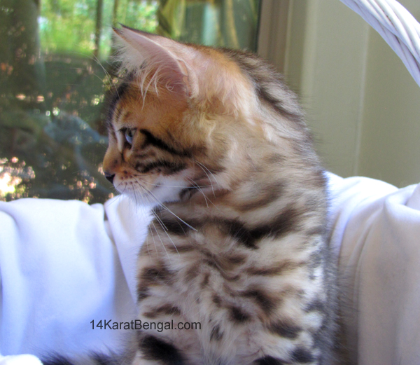 14Karat Bengal Top Quality Cashmere Kitten / Long Haired Bengal Kittens For Sale in AZ
