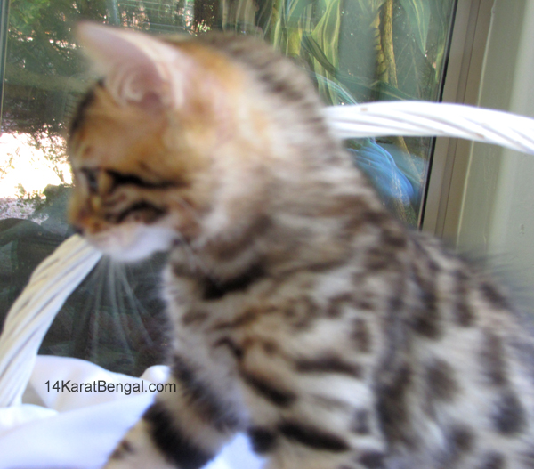14Karat Bengal Top Quality Cashmere Kitten / Long Haired Bengal Kittens For Sale in AZ