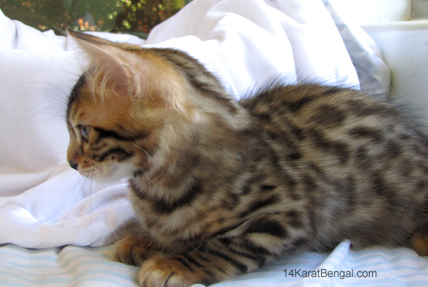14Karat Bengal Top Quality Cashmere Kitten / Long Haired Bengal Kittens For Sale in AZ