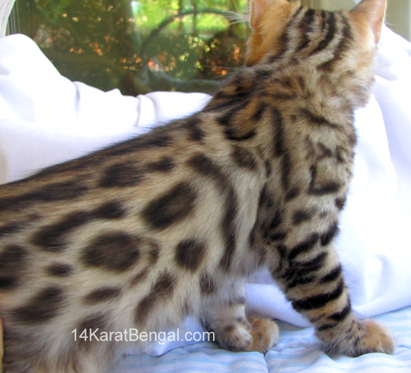 14Karat Bengal Top Quality Cashmere Kitten / Long Haired Bengal Kittens For Sale in AZ