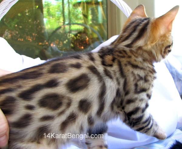 14Karat Bengal Top Quality Cashmere Kitten / Long Haired Bengal Kittens For Sale in AZ