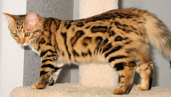 long-haired Bengal cat