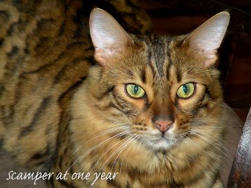 14Karat Bengal Cashmere Bengal Cat Scamper