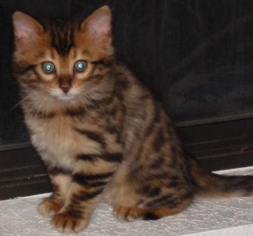 14Karat Bengal Cashmere Kitten Lexi