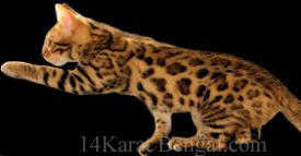 Healthful Quality Alternative to feeding raw - Premium Cat Food for Bengal cats, Bengal kittens, Savannah & all feline companions