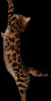 Cashmere Bengal Cats of 14Karat Bengal Cattery