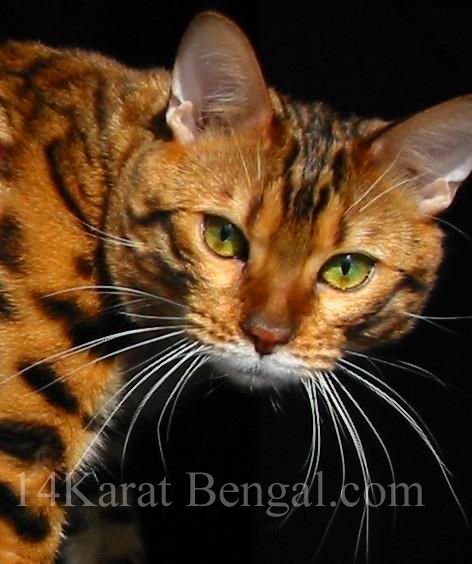 IndiaInk Sakima of 14Karat Bengal