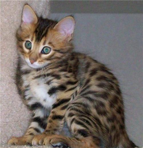 14Karat Bengal Cashmere Bengal Kitten Shiloh