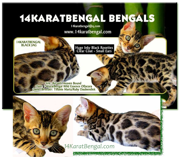 !4Karat Bengal Kitten Jagger - Huge Inky Black Rosetting - owned by Ruby - Phoenix