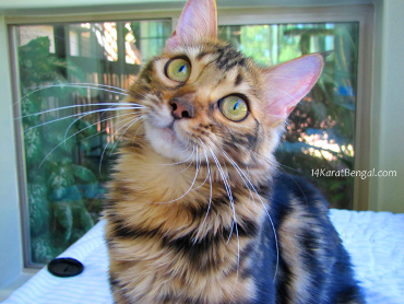 14Karat Bengal Cashmere Bengal Kitten Lacey