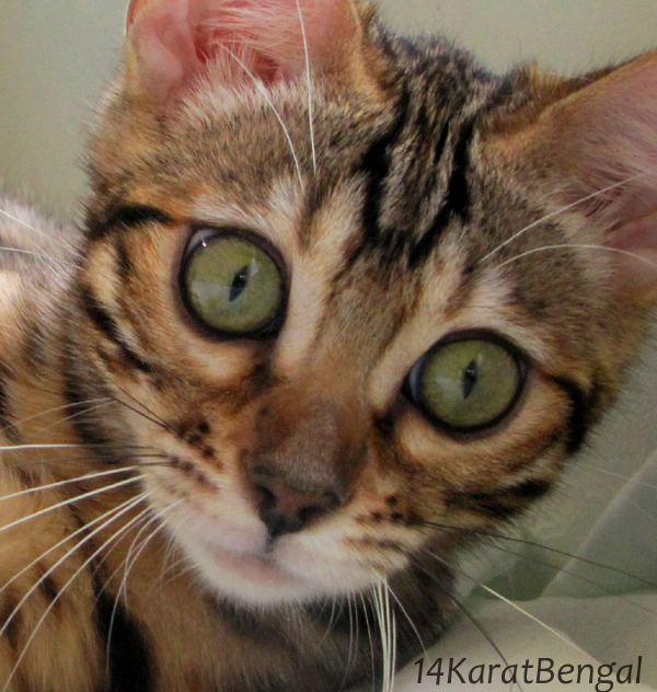 !4Karat Bengal Kitten Sired by Sakima, Amazing Tri-Colored Rosetted Bengal - Gorgeous Wild Type