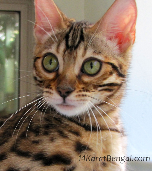 !4Karat Bengal Kitten Sired by Sakima, Amazing Tri-Colored Rosetted Bengal - Gorgeous Wild Type