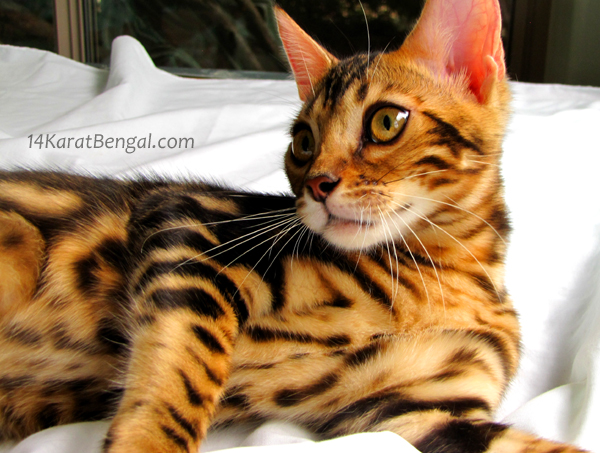 !4Karat Bengal Kitten Raja - owned by Samantha, Scottsdale AZ - Follow on Instagram @ rajathebengal