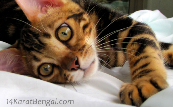 !4Karat Bengal Kitten Raja - owned by Samantha, Scottsdale AZ - Follow on Instagram @ rajathebengal