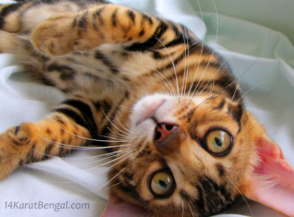 !4Karat Bengal Kitten Raja - owned by Samantha, Scottsdale AZ - Follow on Instagram @ rajathebengal